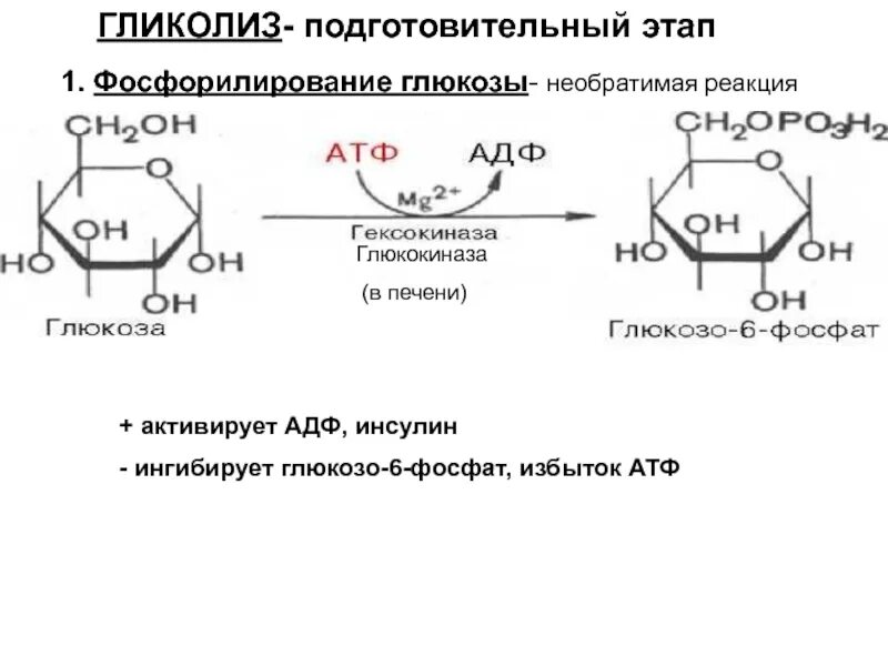 Реакция фосфорилирования Глюкозы. Гидролиз глюкозо 6 фосфата. Гликолиз 1 этап реакции. Глюкозо 1 фосфат в мальтозу.