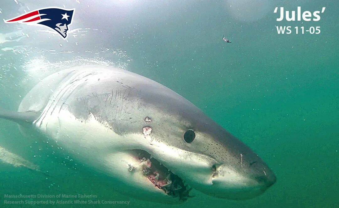 Shark return. Имя для акулы. Фамилия акула. Имя для акулы мальчика. Значение акул.