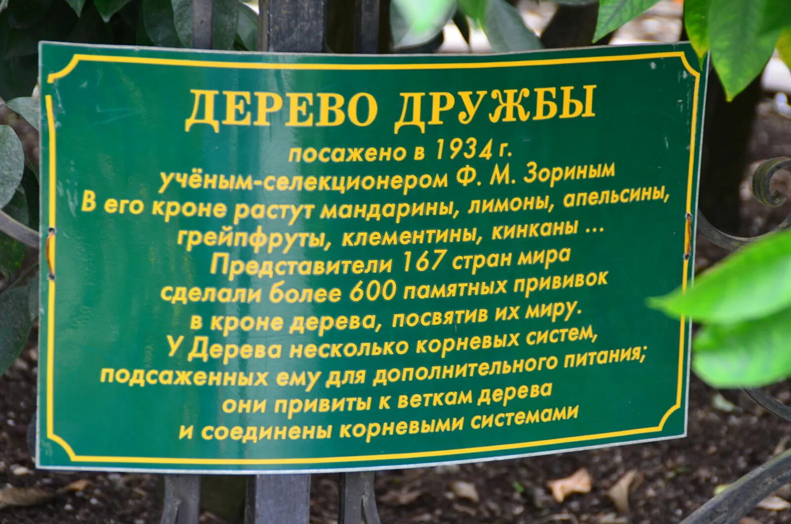 Посади дерево дружбы. Дерево дружбы. Сочинский Дендрарий дерево дружбы. Сад-музей дерево дружбы в Сочи. Дерево дружбы Краснодарский край.