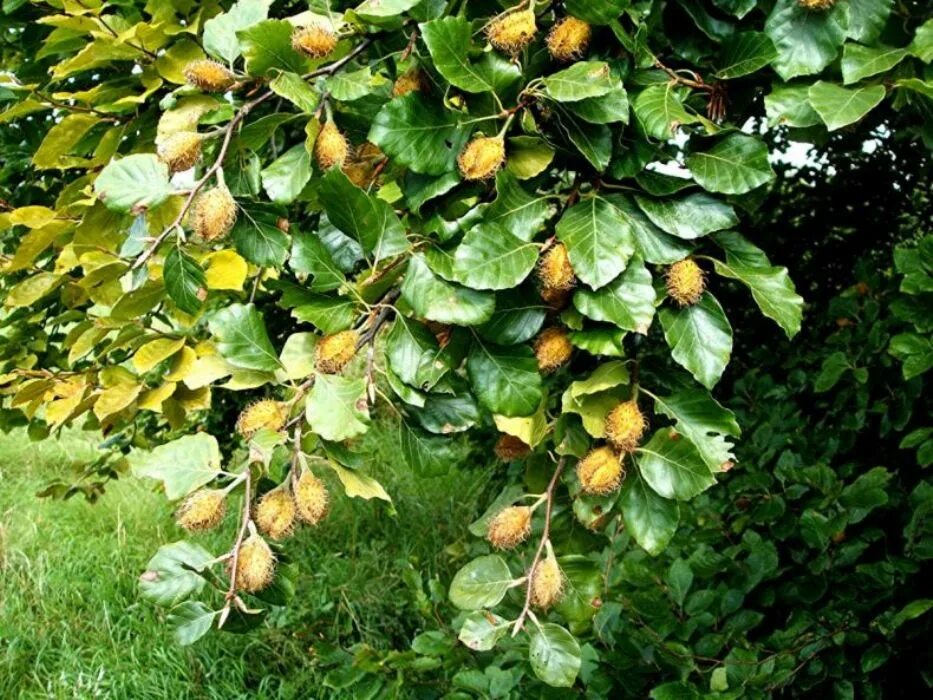 Дерево бук фото и описание. Бук Лесной. Бук Восточный – Fagus orientalis. Бук Лесной Европейский. Бук Лесной Fagus sylvatica.