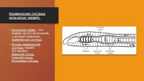 Кровеносная и дыхательная система круглых червей