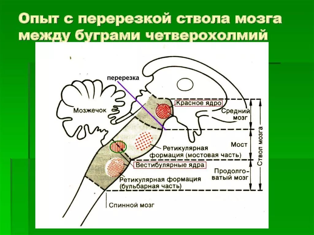 Уровни регуляции дыхания. Перерезка продолговатого мозга. Перерезка продолговатого мозга. Изменение дыхания. Опыты с перерезкой ствола мозга.