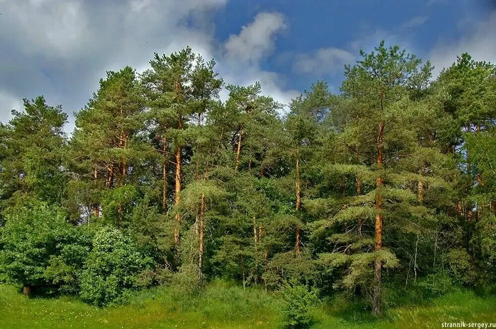 Песня между сосен. Долина грез Таруса. Таруса леса. Таруса город Долина грез. Заказник Таруса.