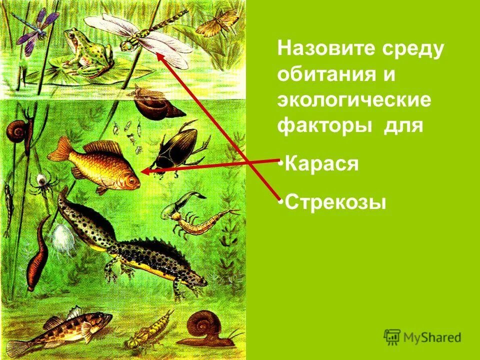 карась золотой carassius carassius. аквариумная рыбка серебристый карасик. среда обитания карася. сообщение о карасе. среда обитания карася.