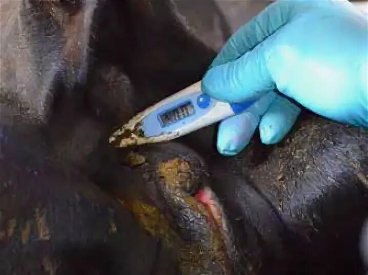 Термометрия животных. Измерение температуры у крс. Измерение температуры у коровы. Температура тела теленка в норме. Тепловой стресс у крс.