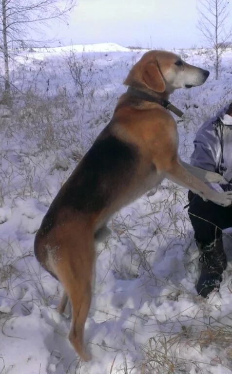 Гончую в брянской обл