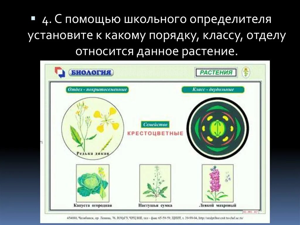 К какому отделу относится данное растение. Диаграмма цветка крестоцветных. Карточки-определители растений. Определение растений по определителю. Для цветка семейства крестоцветных характерно