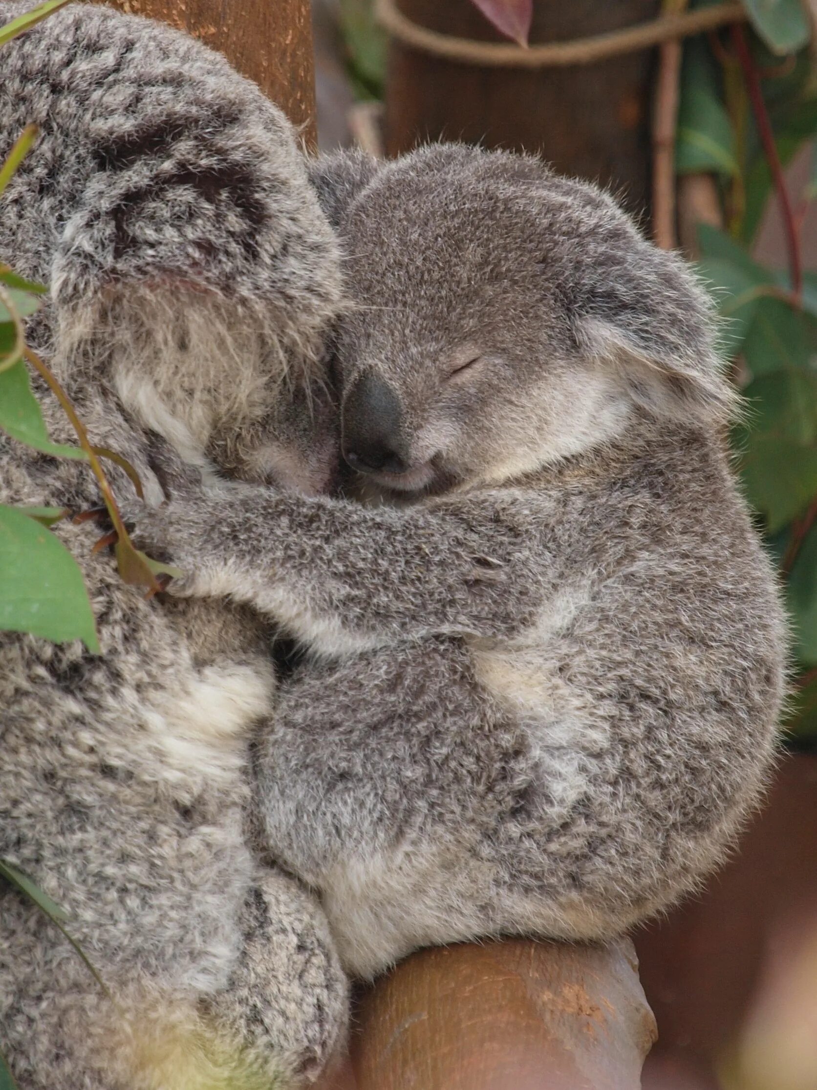 Коала мама. Коала. Коалы обнимаются. Коала обнимашки.