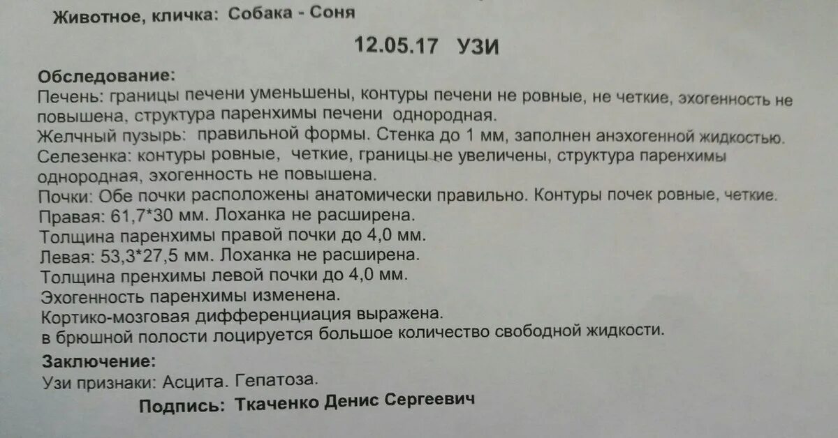 Протокол УЗИ печени на УЗИ. Протокол УЗИ брюшной полости собаки. Цирроз печени УЗИ протокол. УЗИ печени заключение пример.