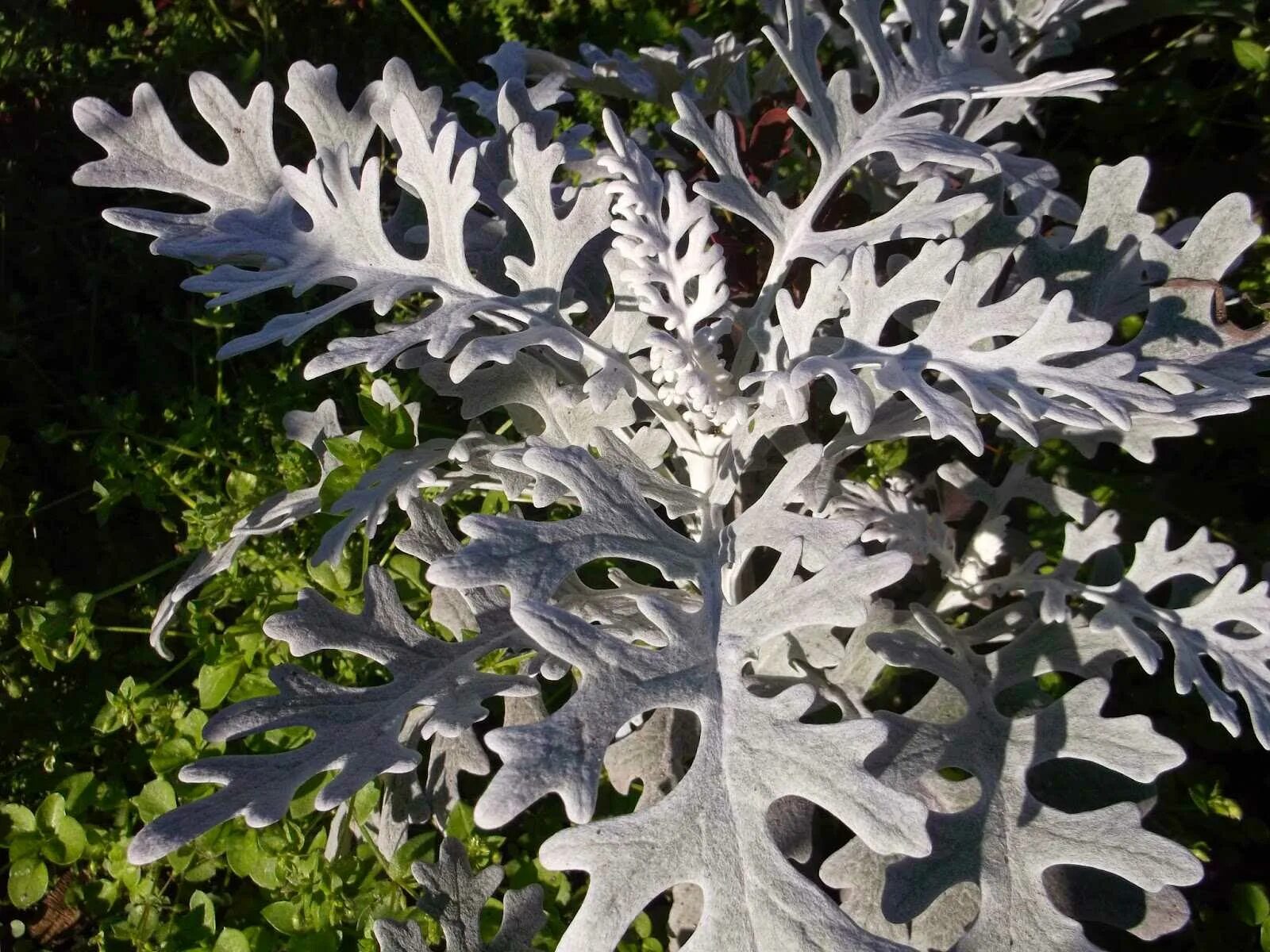 Цинерария(крестовник) серебряная. Цинерария Приморская (Senecio cineraria). Цинерария крестовник пепельный. Цинерария Приморская + колеус. Цинерария как ухаживать в домашних условиях