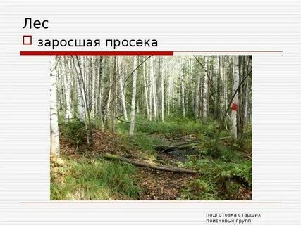 Сплошь зарасти