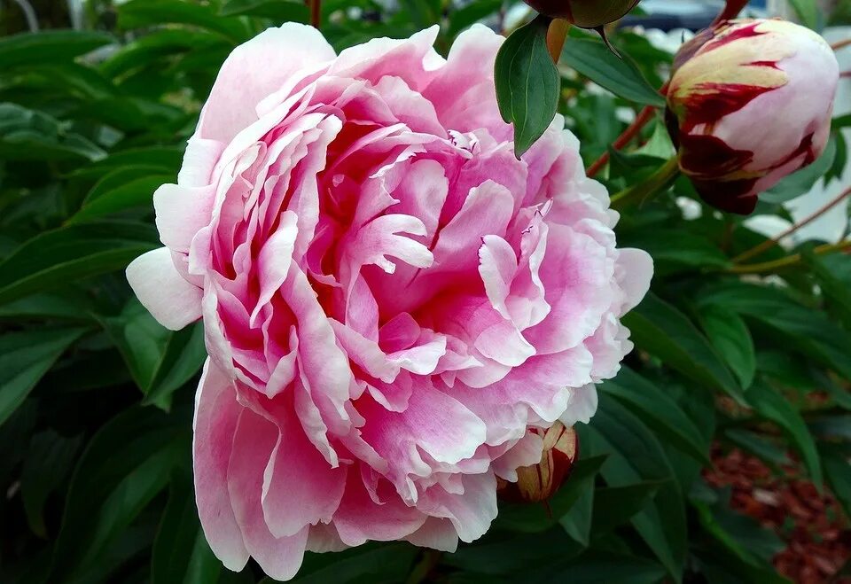 Peony blossom. Пион молочноцветковый. Пион пинк фейс пич блоссом. Пион древовидный лантиан джей. Peony blossom.