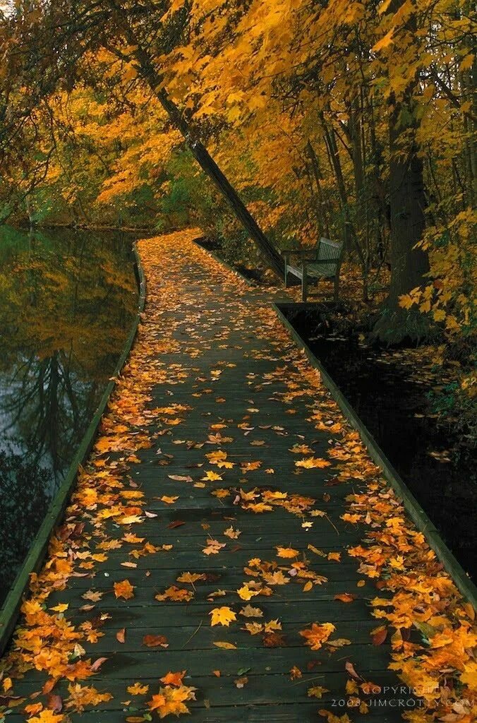 Осень остановись. Осенний пейзаж фото. Прикосновение осени. Осень птицы. Autumn Falls.