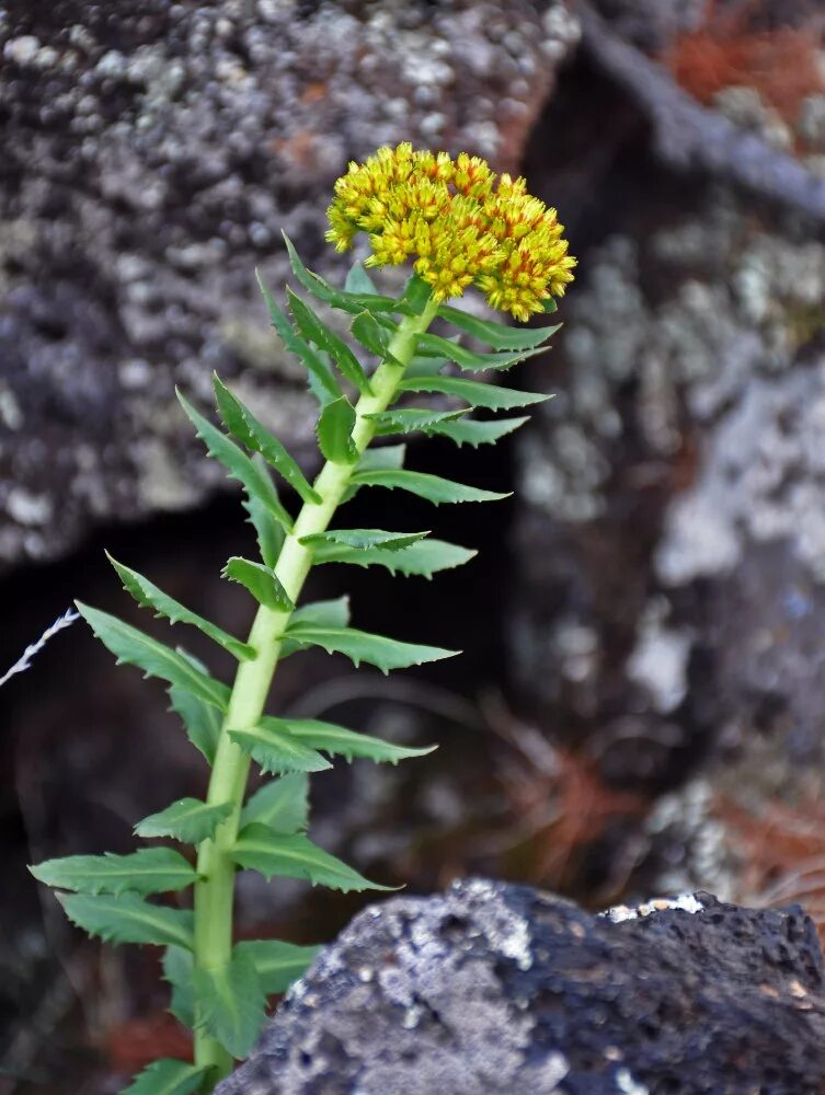 Радиола розовая противопоказания. Родиола розовая Rhodiola rosea. Золотой корень Rhodiola rosea. Родиола розовая ареал. Золотой корень (родиола розовая, розовый корень).