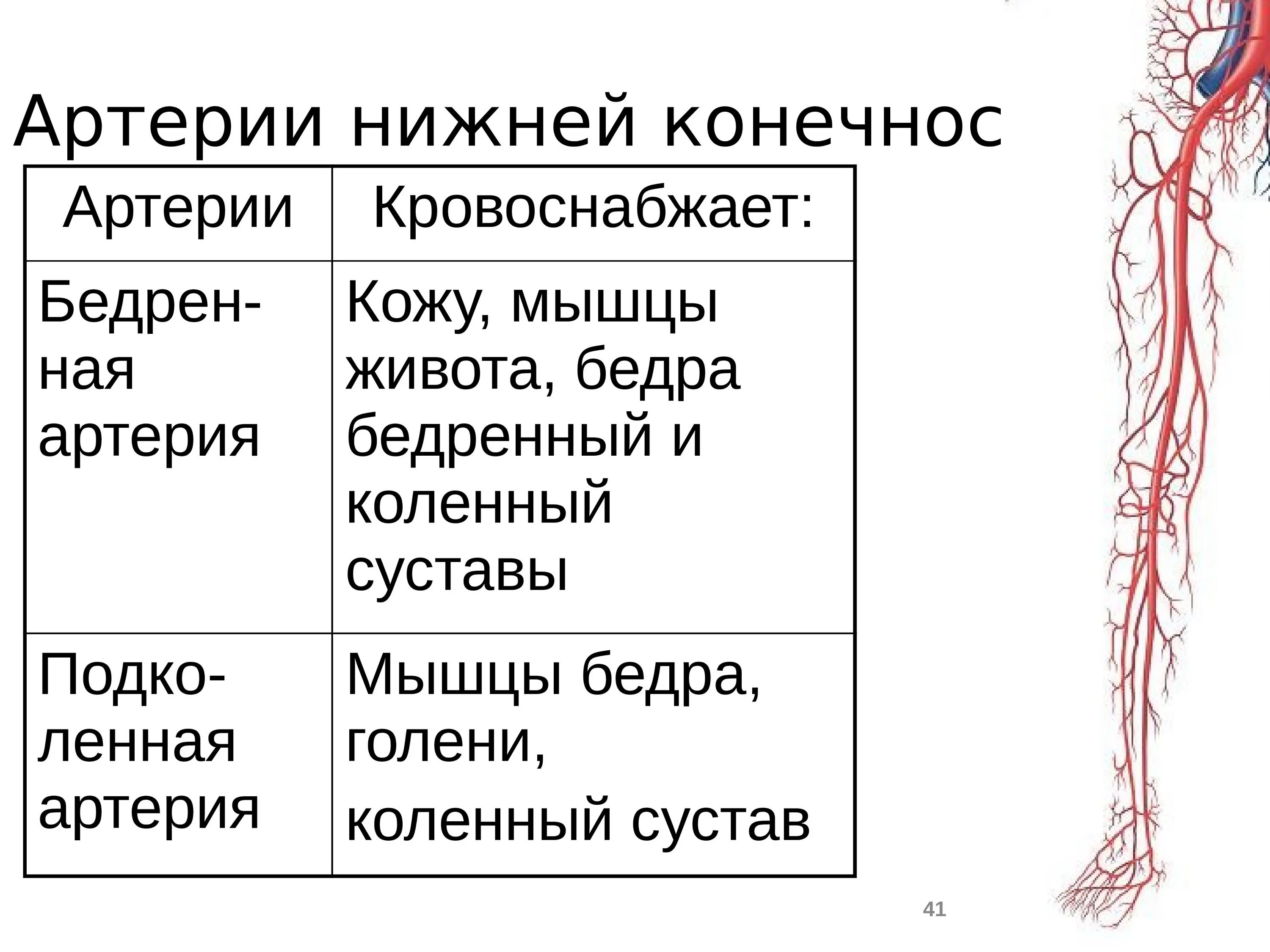 Схема кровоснабжения конечностей. Сосуды нижних конечностей анатомия. Схема кровообращения нижних конечностей. Артерии нижних конечностей анатомия схема. Кровообращение верхней конечности