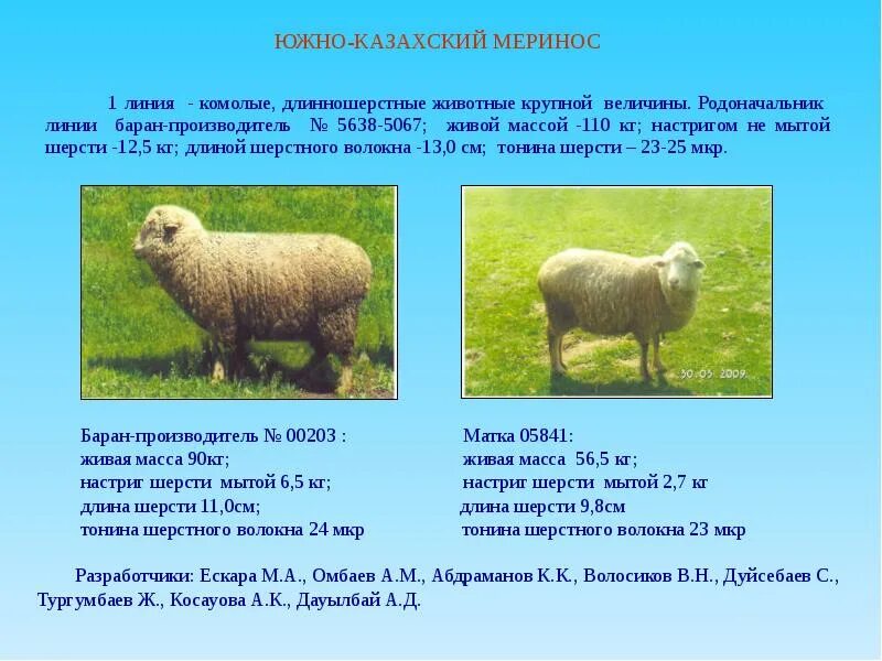 Южнокахзахский меринос. Южно-казахский меринос. Баран производитель. Вес барана производителя. Сколько вес барана