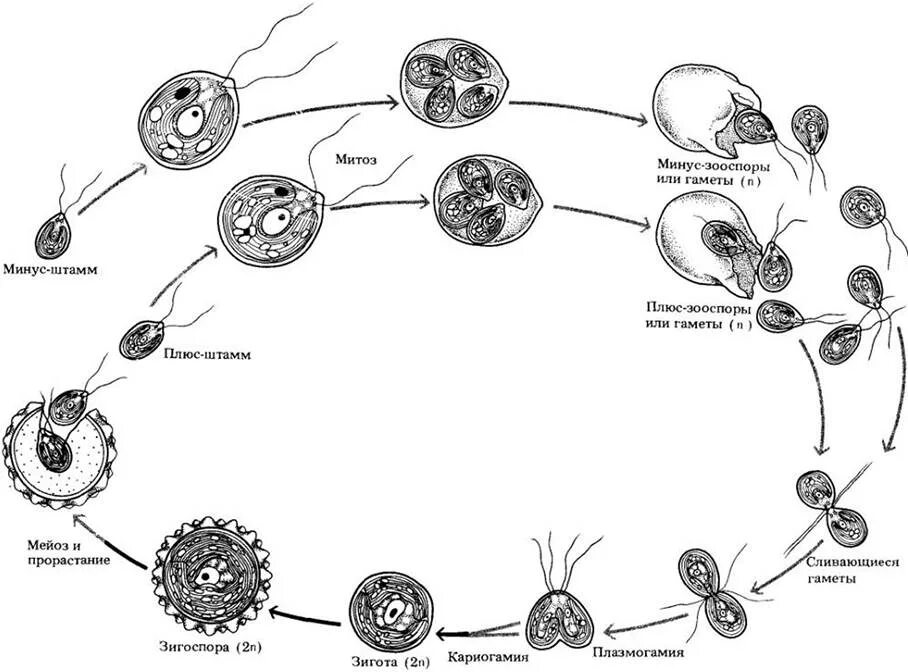 Цикл развития водорослей схема. Цикл развития водоросли хламидомонады схема. Жизненный цикл одноклеточных водорослей схема. Цикл развития хлореллы схема. Стадия жизненного цикла водорослей