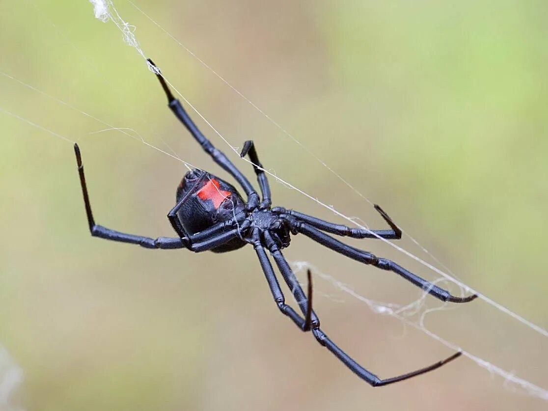 Черный паук хорошо. Черная вдова паук. Каракурт паук. Каракурт паук самец. Паучиха черная вдова.