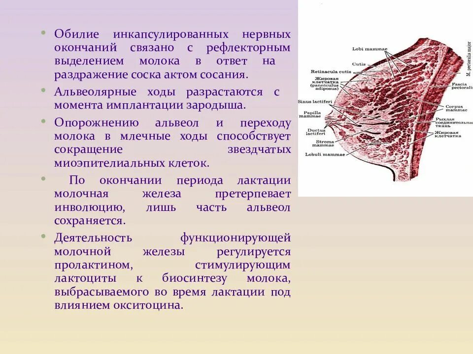 Млечные железы функции. Млечные альвеолярные ходы. Производные кожи молочные железы. Альвеолярные млечные ходы молочной железы. Анатомия лактирующей груди.