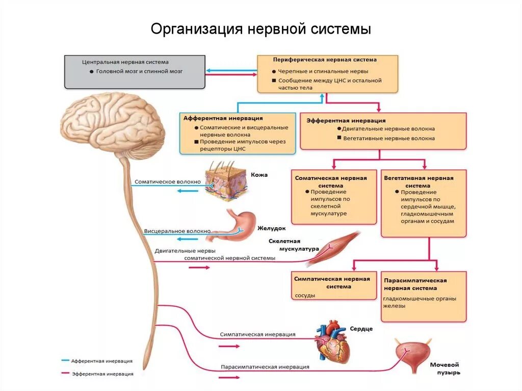 Центр периферическая нервной системы. Основные отделы центральной нервной системы человека схема. Строение центральной и периферической нервной системы таблица. Центральная нервная система схема. Нервная система Центральная и периферическая схема.