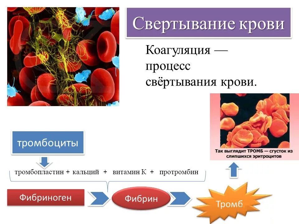 Фермент тромбоцитов. Компонент свертывающей системы плазмы крови. Тромбоциты механизм свертывания крови. Патологии, нарушающие процесс свертывания крови. Тромбоциты процесс свертывания крови.