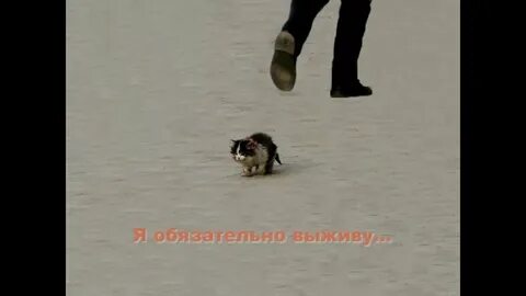 Кот я обязательно выживу