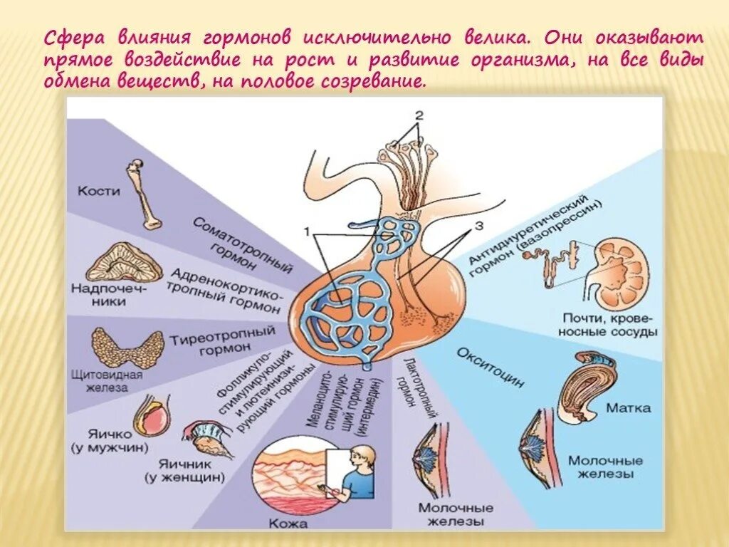 Сколько вырабатывает организм. Схема гормоны гипофиза аденогипофиза. Схема выработки гормонов в организме. Схема влияния гормонов гипофиза. Влияние гормонов на органы.