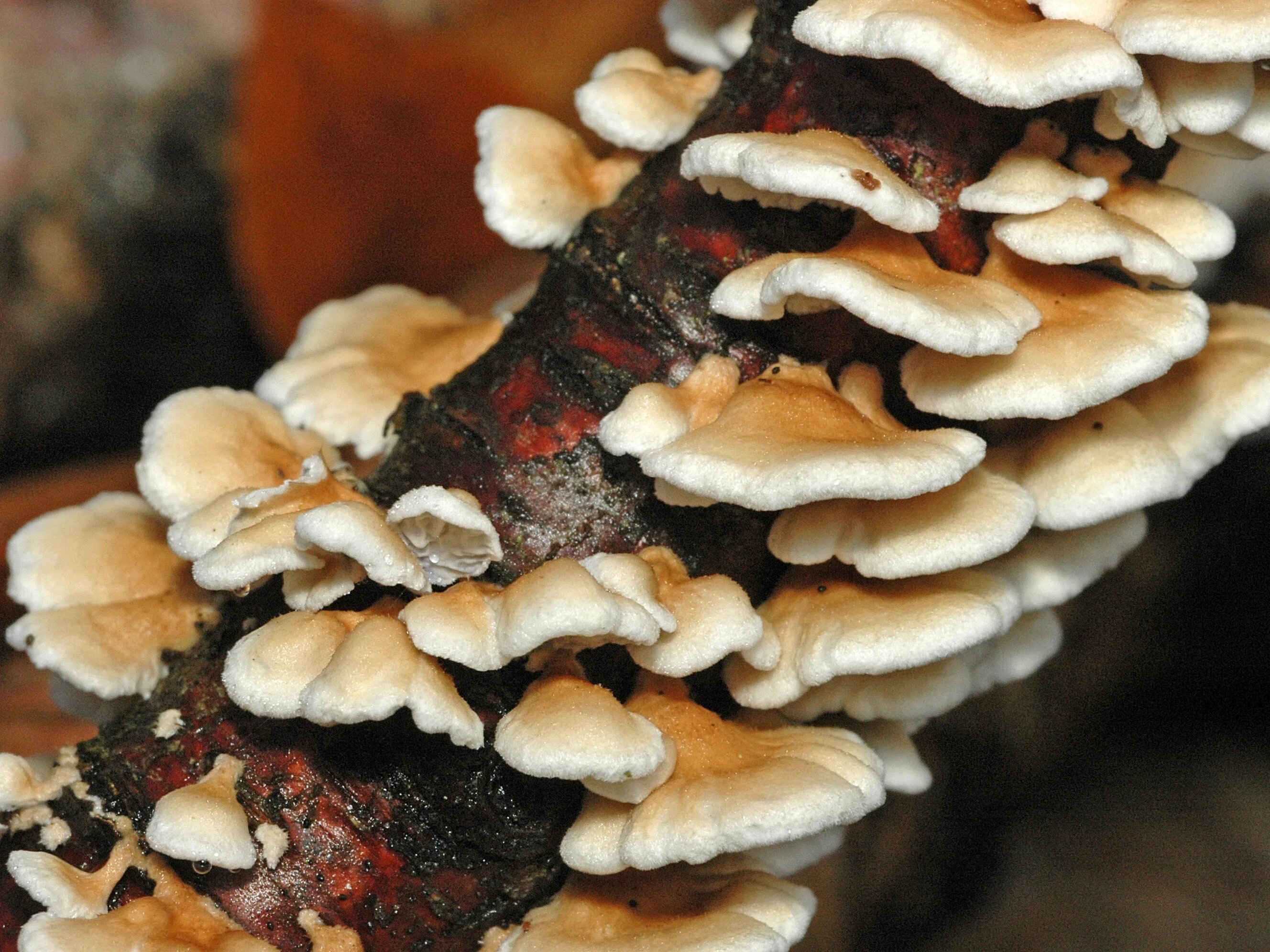 Трутовик бактерия. Фунгус древесный гриб. Древесный гриб трутовик. Съедобный древесный гриб трутовик. Трутовик Майский - Polyporus ciliatu.