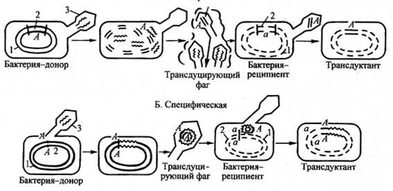 Бактерия донор. Неспецифическая трансдукция бактерий. Специфическая трансдукция у бактерий. Трансформация и трансдукция у бактерий. Трансдукция бактерий реципиент и донор.