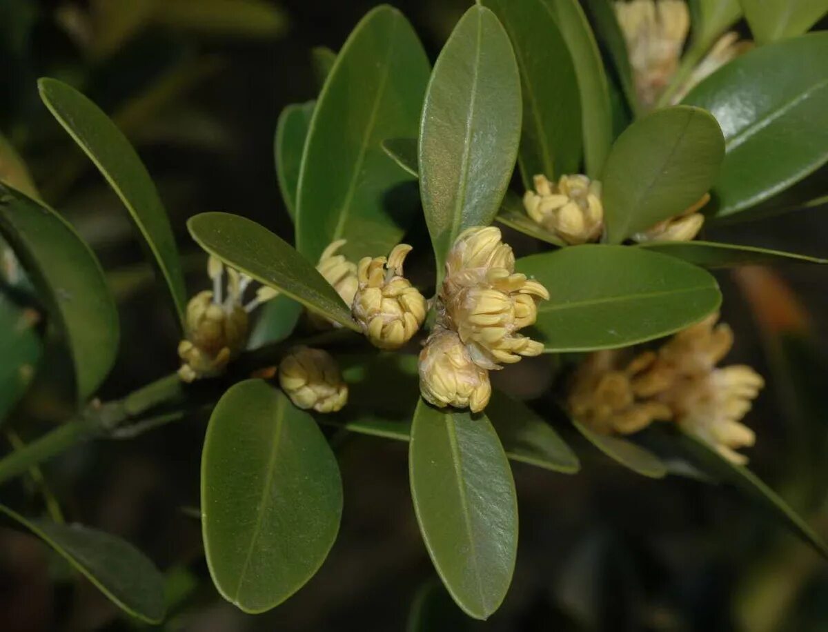 Семейство вечнозеленых. Самшит Балеарский. Buxus Balearica, самшит Болеарский. Самшит цветет. Самшит (Buxaceae).
