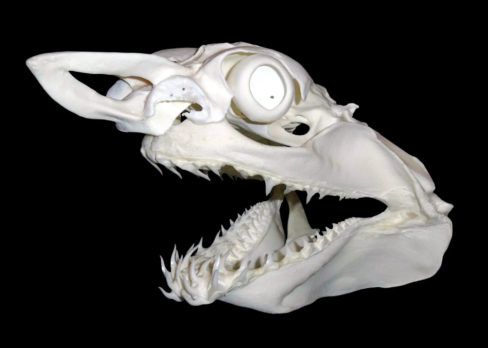 Скелет акулы. Череп акулы. Скелет акулы мако. Череп акулы. Скелет головы акулы вид сбоку.