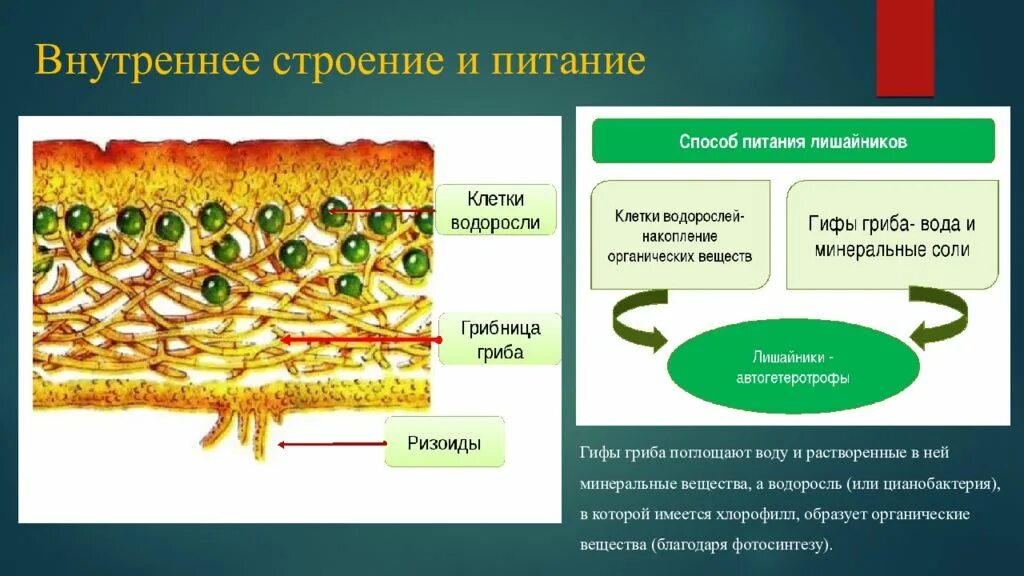 Строение и питание лишайников. Лишайники строение питание. Строение лишайника внутреннее строение лишайника. Строение лишайников таблица.