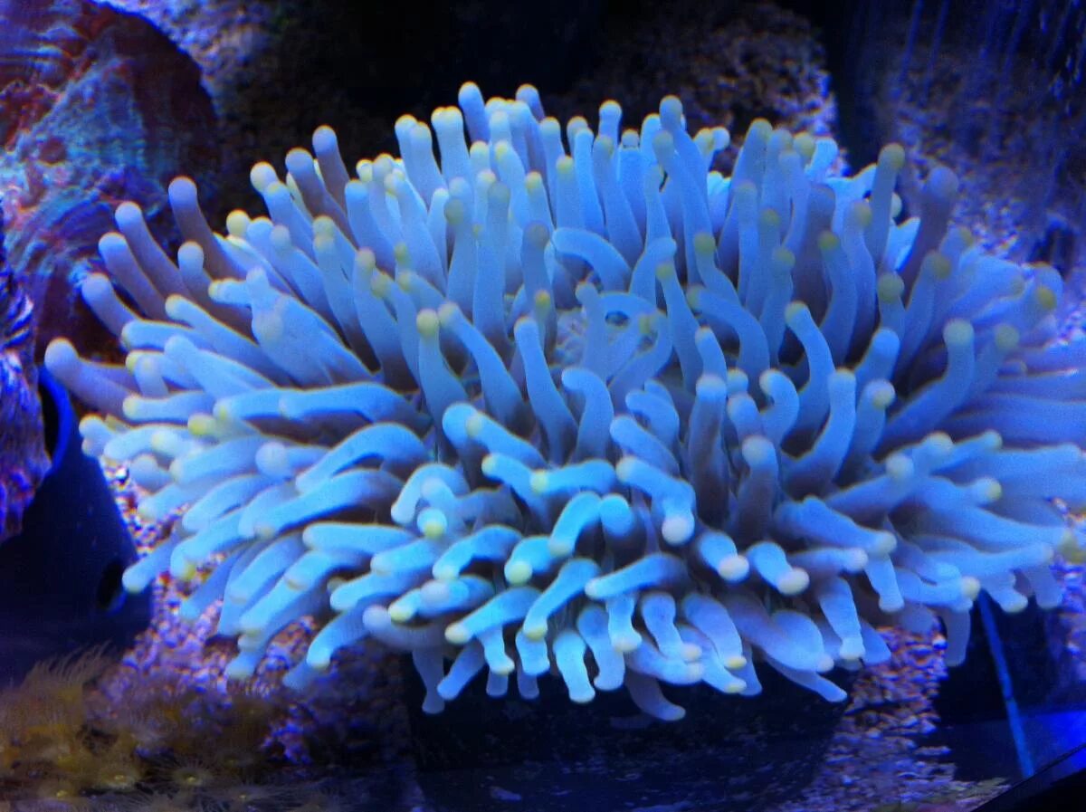 Coral 7. Шестилучевые коралловые полипы. Коралловые полипы кораллы. Коралловые полипы альционарии. Коралловые полипы Акропора.