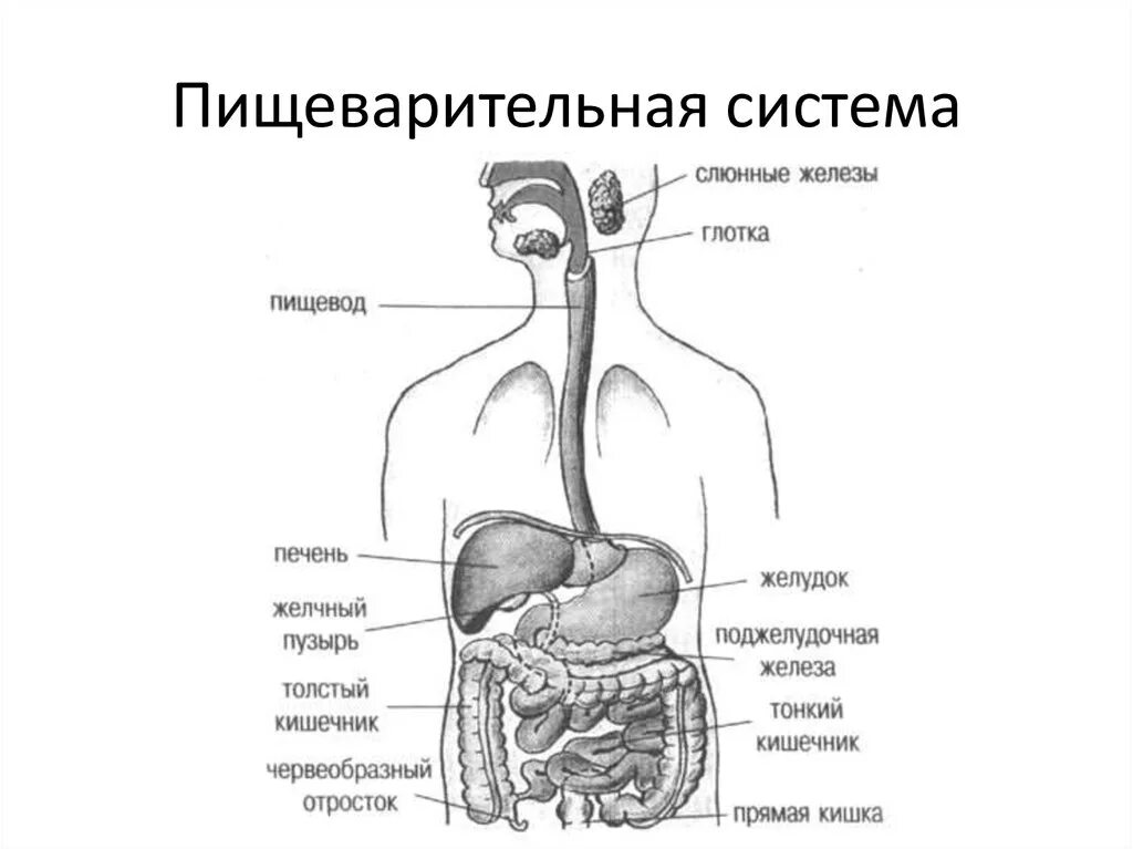 Строение пищеварительной системы человека схема. Общий план строения пищеварительной системы человека анатомия. Органы пищеварительной системы схема. Система органов пищеварения схема.