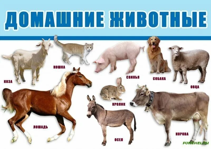 любимые животные казахстанцев. животные на казахском. книга земноводные. животные на казахском. дикие животные на казахском языке.