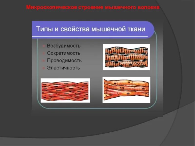 Микроскопическое строение мышц. Микроскопическое строение мышечного волокна. микроскопическая структура мышечного волокна. мbкроскопическое строение мышцы.