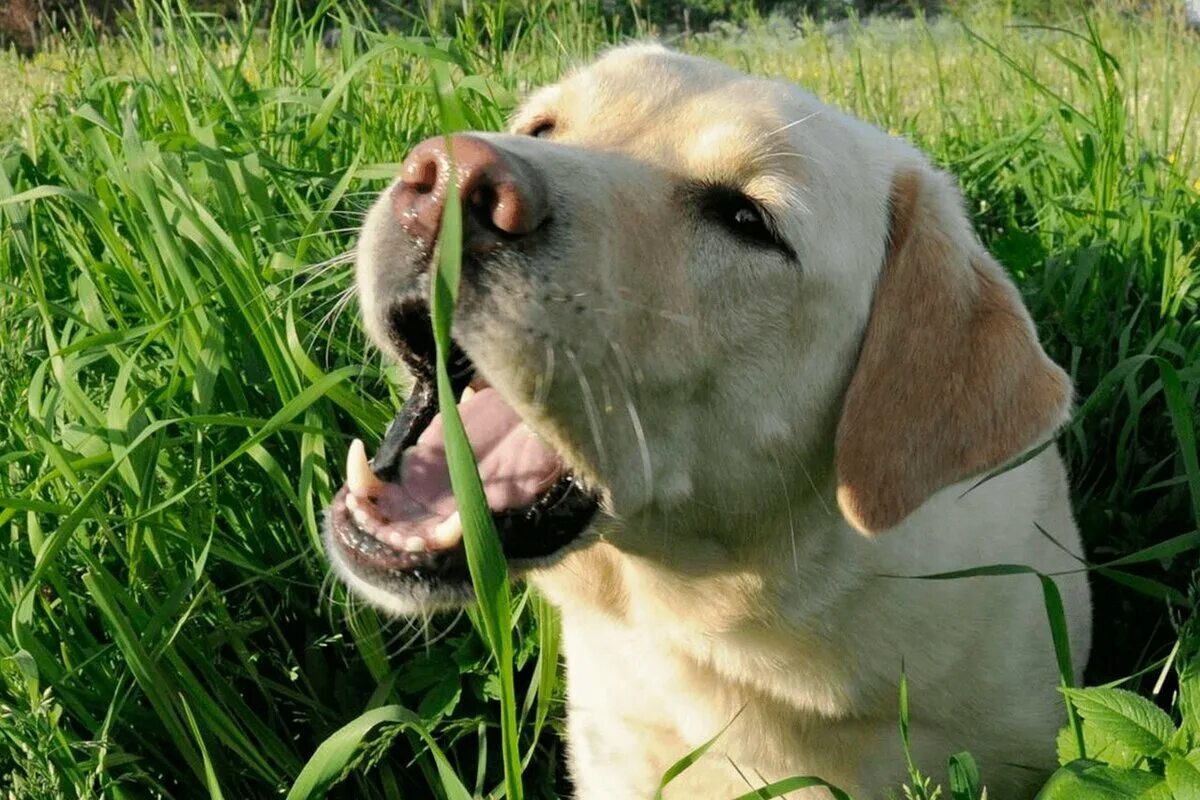 Собаки. Собака и растение. Собака ест траву. Собачья трава. Зачем собаки едят траву