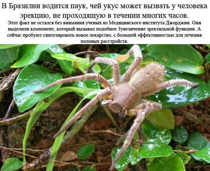 Укус странствующего паука. Паук бразильский странствующий паук укус. укус бразильского странствующего паука может. пауки вызывающие эрекцию.