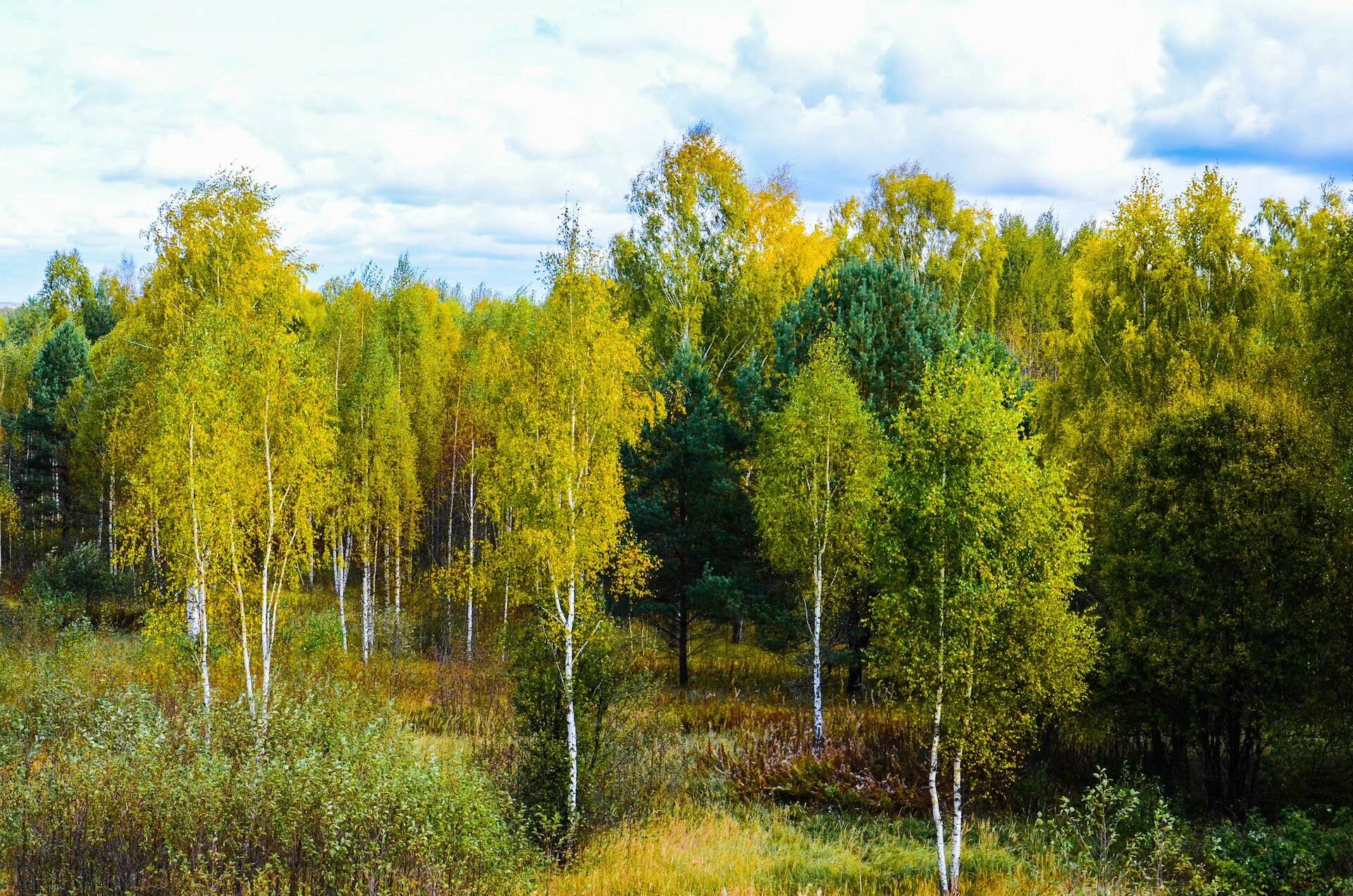 Разнообразие природы лесов. Смешанные леса Брянской области. Лес Ульяновской области. Кувайская Тайга Ульяновской области. Леса Ульяновской области.