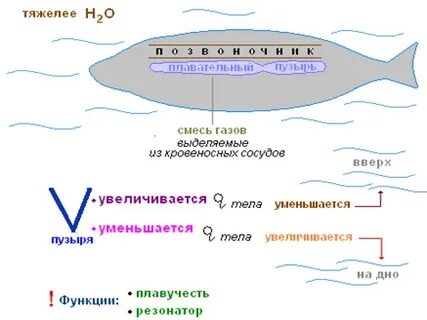 У кого есть плавательный пузырь