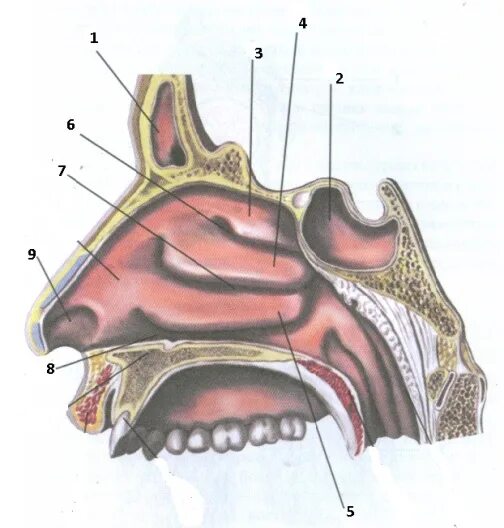 Нос и полость носа анатомия. Носовые раковины и носовые ходы. Полость носа анатомия носовые ходы. Носовая полость анатомия анатомия Нижний носовой ход. Слизистые оболочки носовых ходов