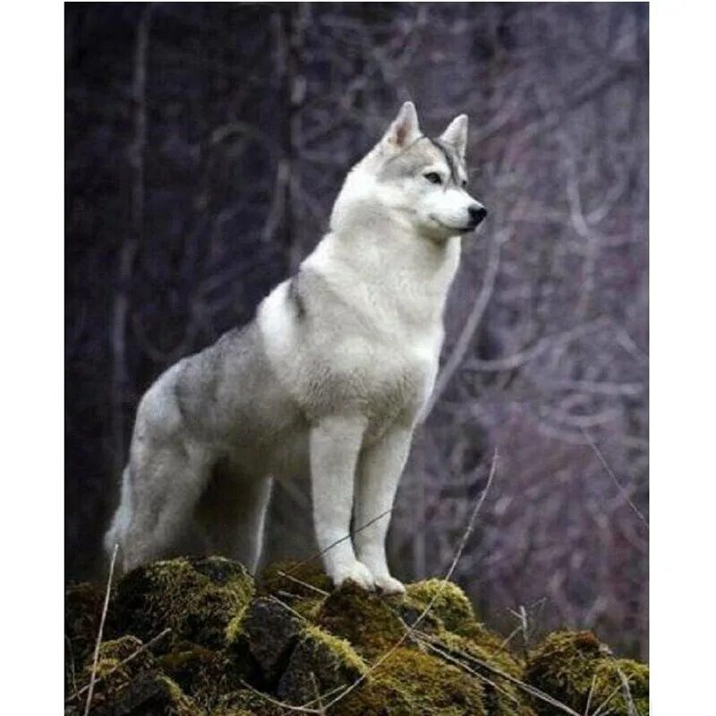 Быть похожа на волка. Волкособ. Волкособ хаски волк. Западно Сибирская хаски. Волкособ белый.