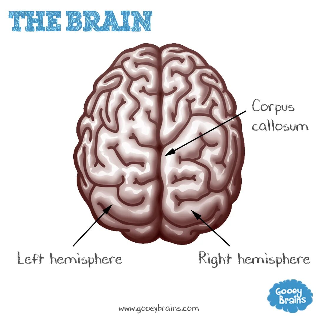 Brain. Полушария мозга. Мозги сверху.