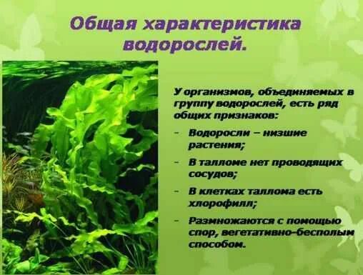 Общие черты зеленых водорослей. Характеристика водорослей 5 класс биология. Водоросли описание. Отдел водоросли общая характеристика.