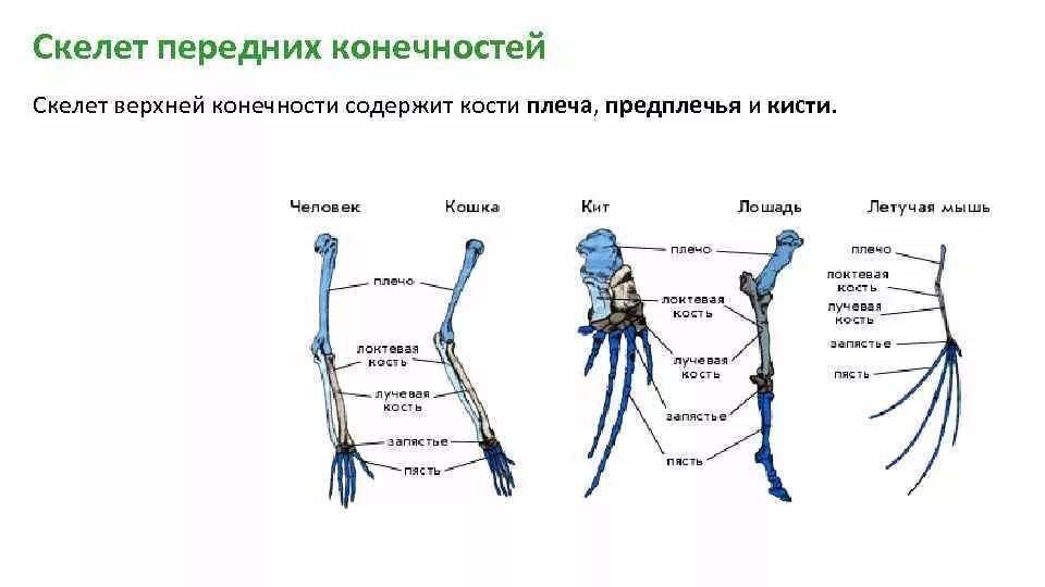 Кости верхних конечностей птиц. Скелет пояса верхних конечностей млекопитающих. Строение скелета передних конечностей позвоночных. Строение скелета верхней конечности позвоночных животных. Пояс задних конечностей у млекопитающих.