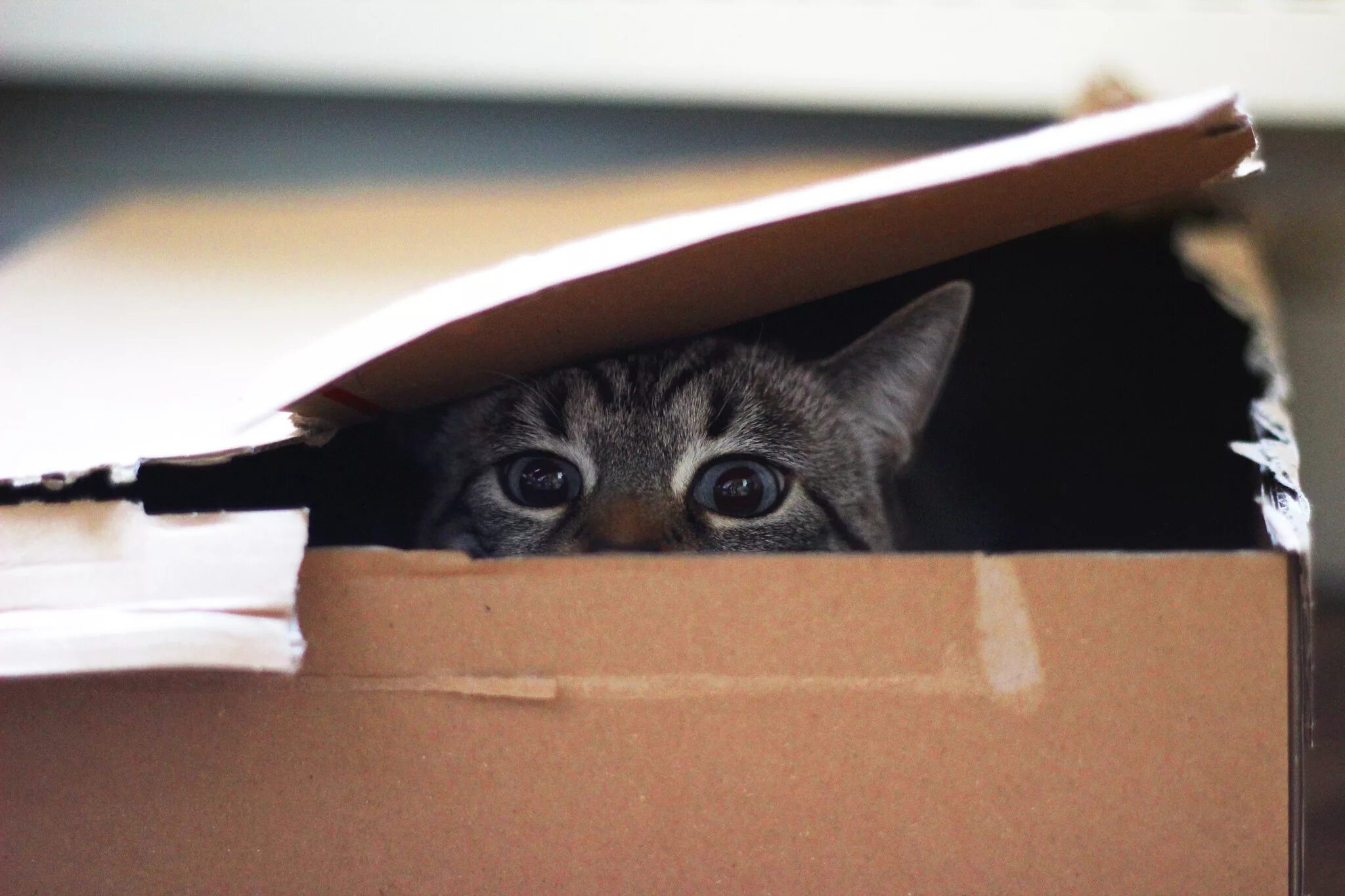 Мем выглядывает. Кот выглядывает. Кт выглядывает из коропки. Кот выглядывает из коробки. Кот в коробке.