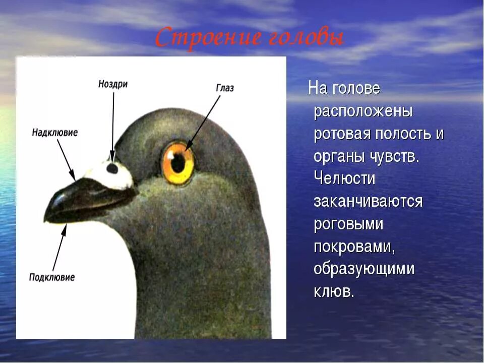 Внешнее строение птиц клюв. Органы чувств птиц. Органы на голове птицы. Строение головы птицы.