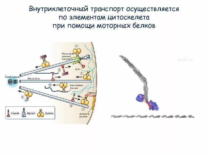 Транспорт белков внутриклеточный. Внутриклеточный транспорт. Виды внутриклеточного транспорта. Ближний и Дальний транспорт газов в растении. Белки внутриклеточные моторы.