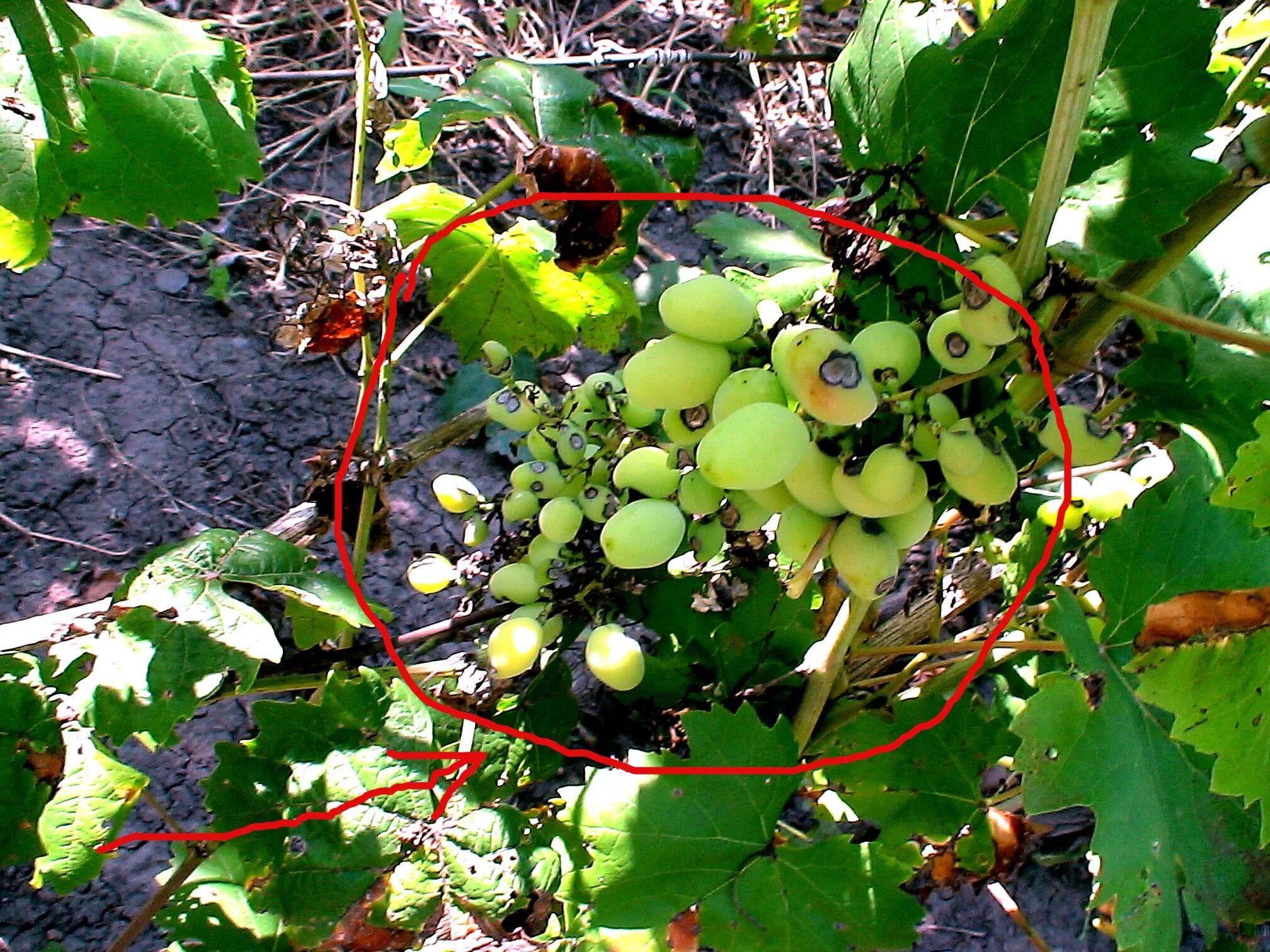 Мильдью фото виноград. Оидиум на винограде. Болезни винограда оидиум. Милдью на винограде. Оидиум на лозе винограда.