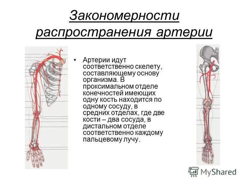 Проксимальной слабости